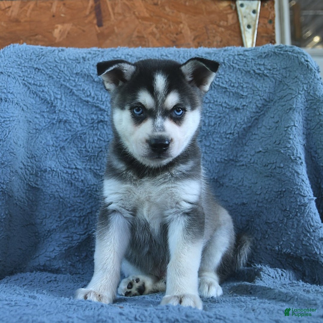 Alaskan Klee Kai dogs for sale: Cody - Image 5