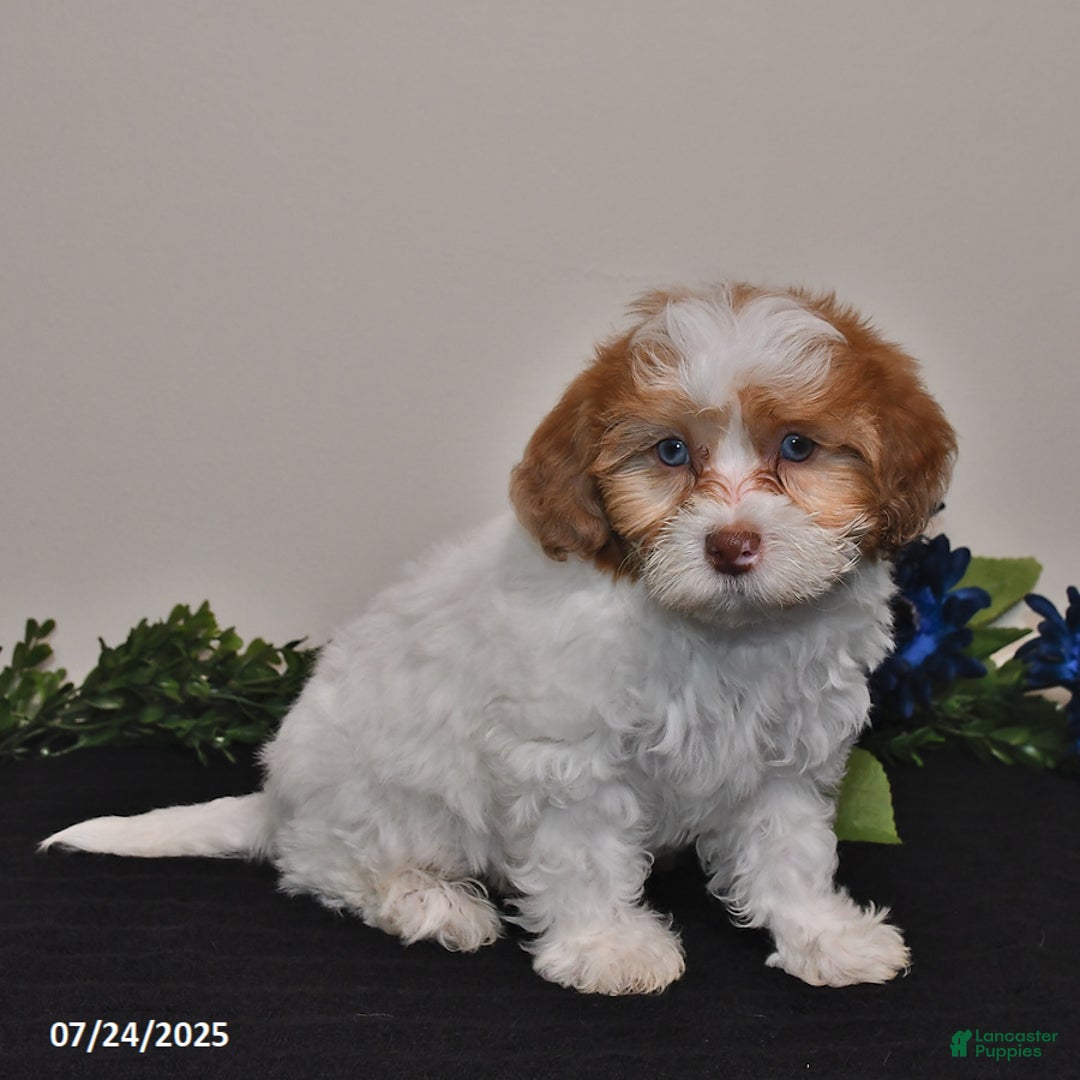 Shihpoo dogs for sale: Justin - Image 5