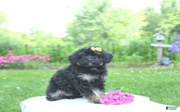 Toy Poodle dogs for sale: Twinkle - Image 6