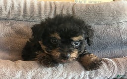 Bernedoodle dogs for sale: Micro Mini 5 - Image 2