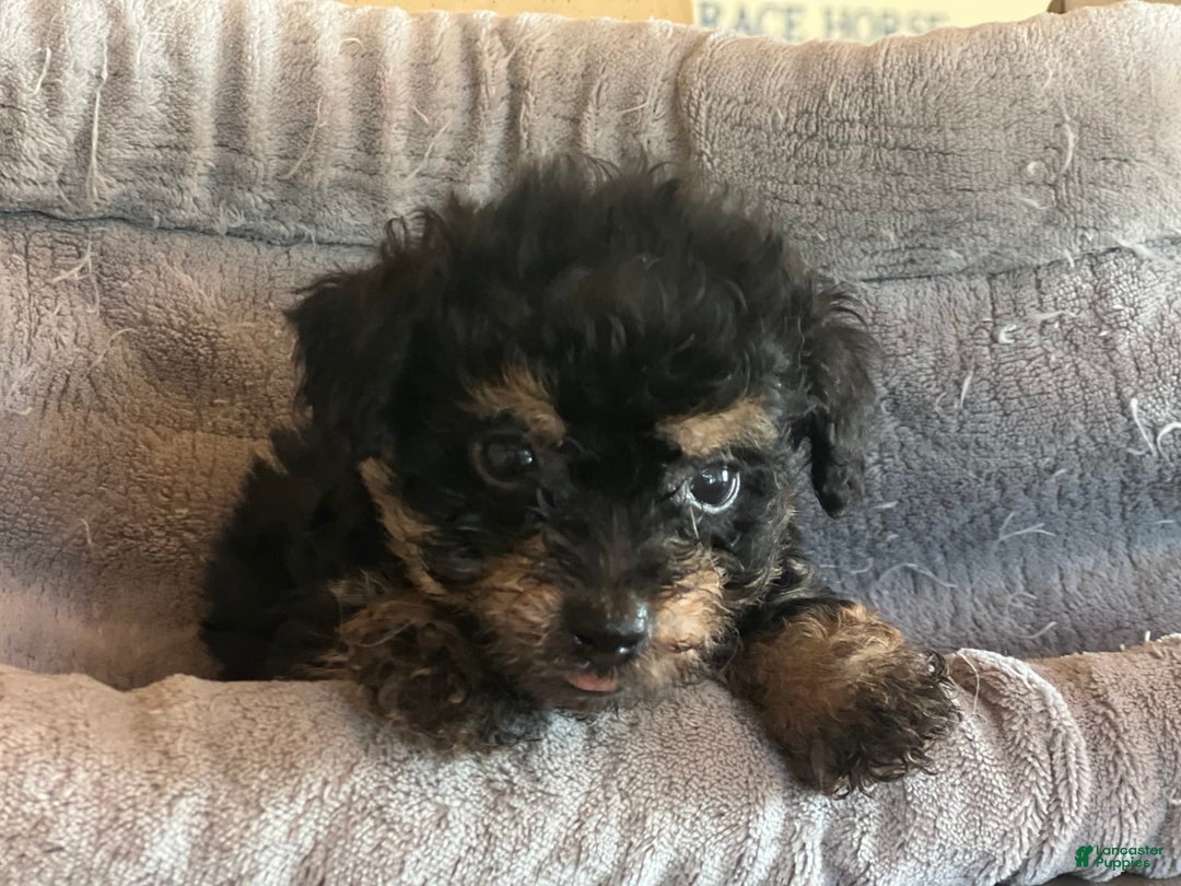 Bernedoodle dogs for sale: Micro Mini 5 - Image 2