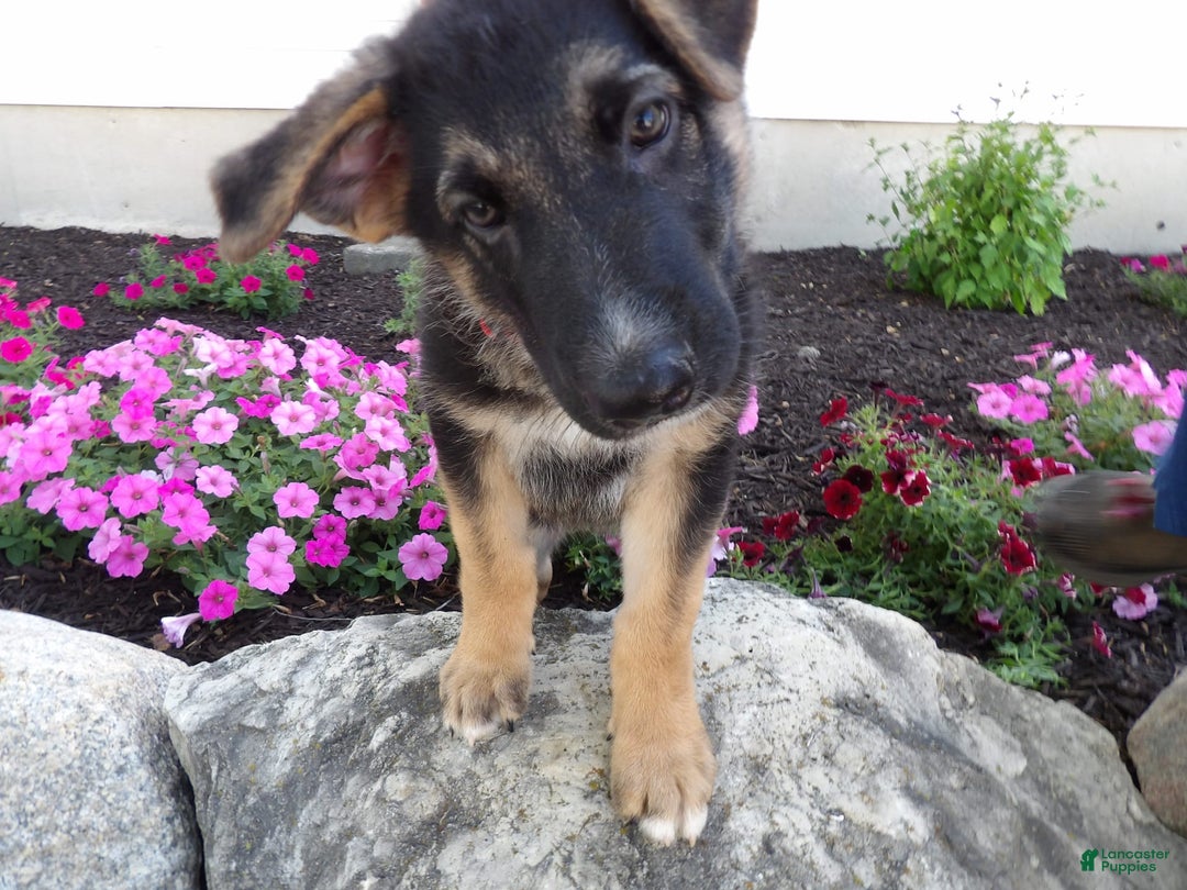 German Shepherd dogs for sale: Zack - Image 2