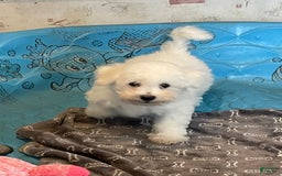 Bichon Frise dogs for sale: James - Image 2