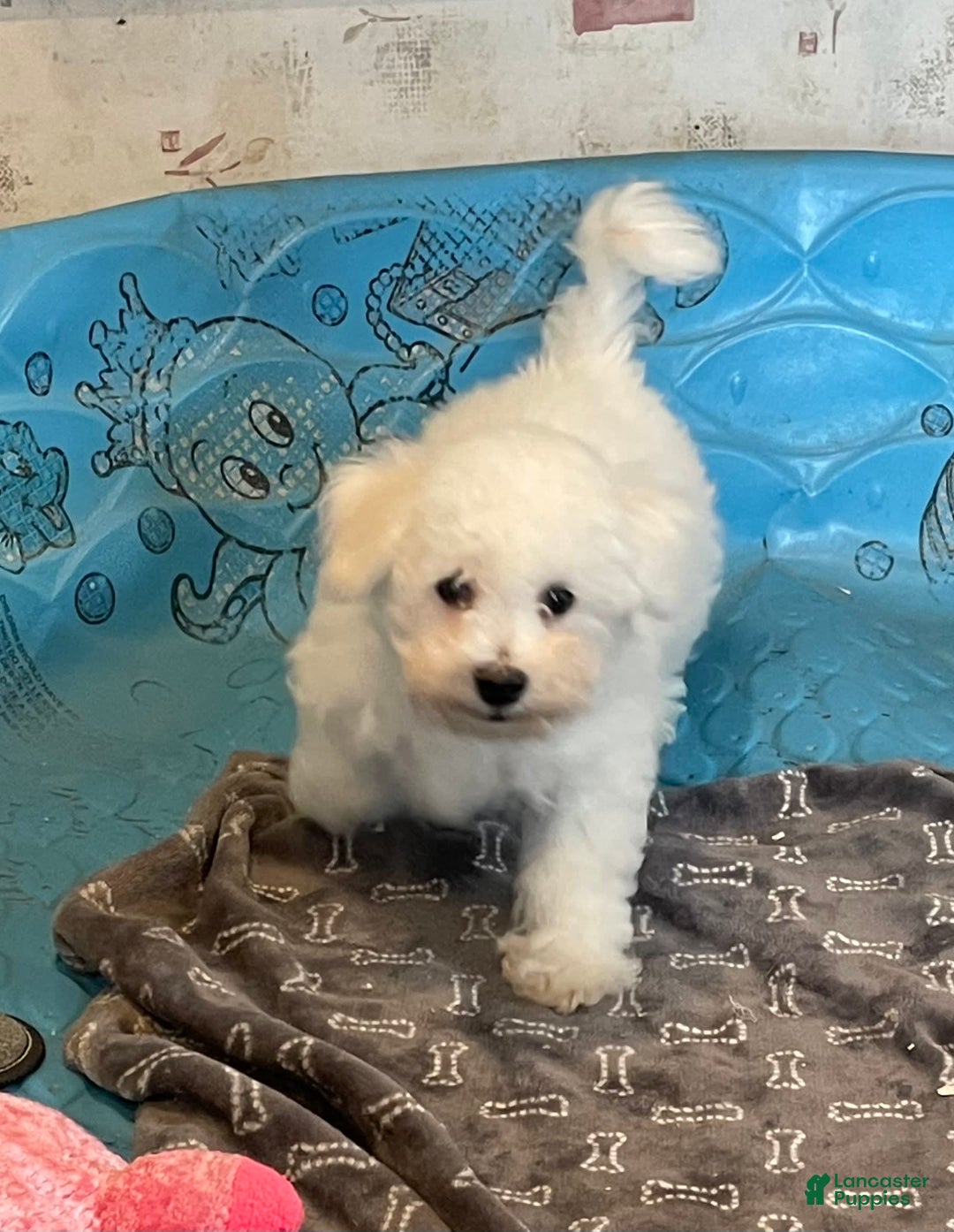 Bichon Frise dogs for sale: James - Image 2