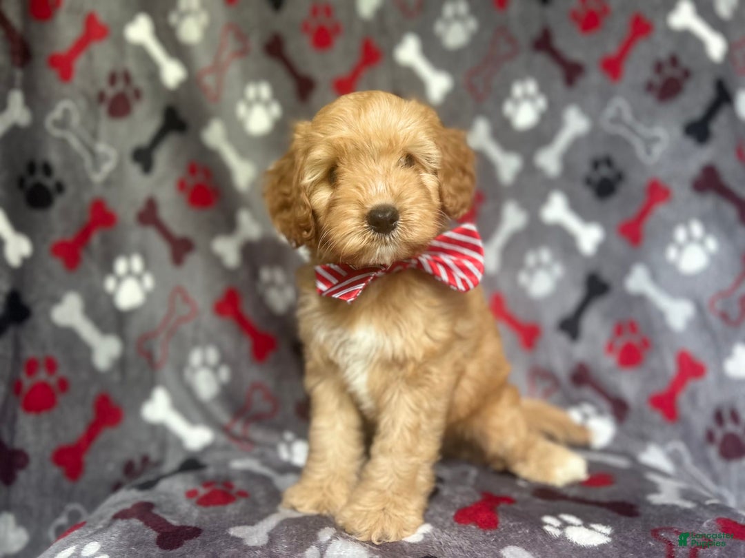 Cavapoo dogs for sale: Spade - Image 9