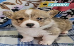 Welsh Corgi Pembroke dogs for sale: Teddy - Image 1