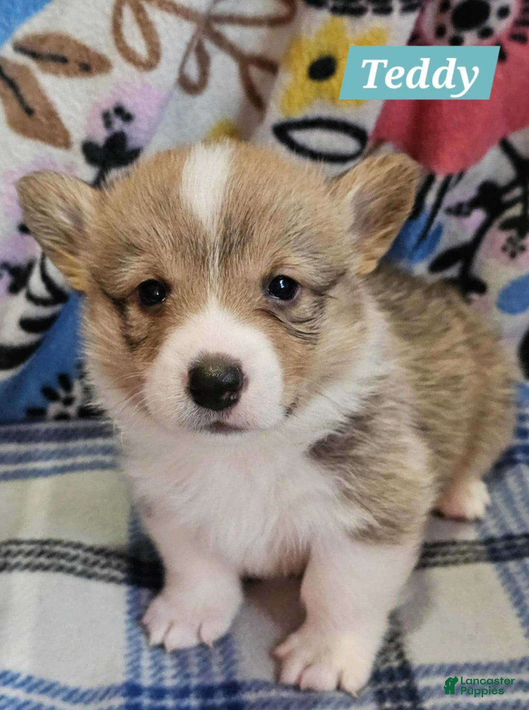 Welsh Corgi Pembroke dogs for sale: Teddy - Image 1