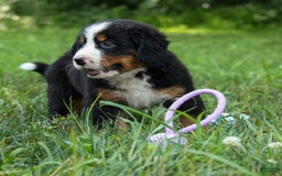 Bernese Mountain Dog dogs for sale: Samson - Image 4