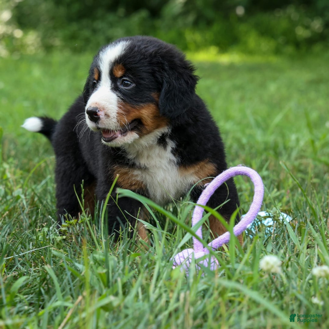 Bernese Mountain Dog dogs for sale: Samson - Image 4