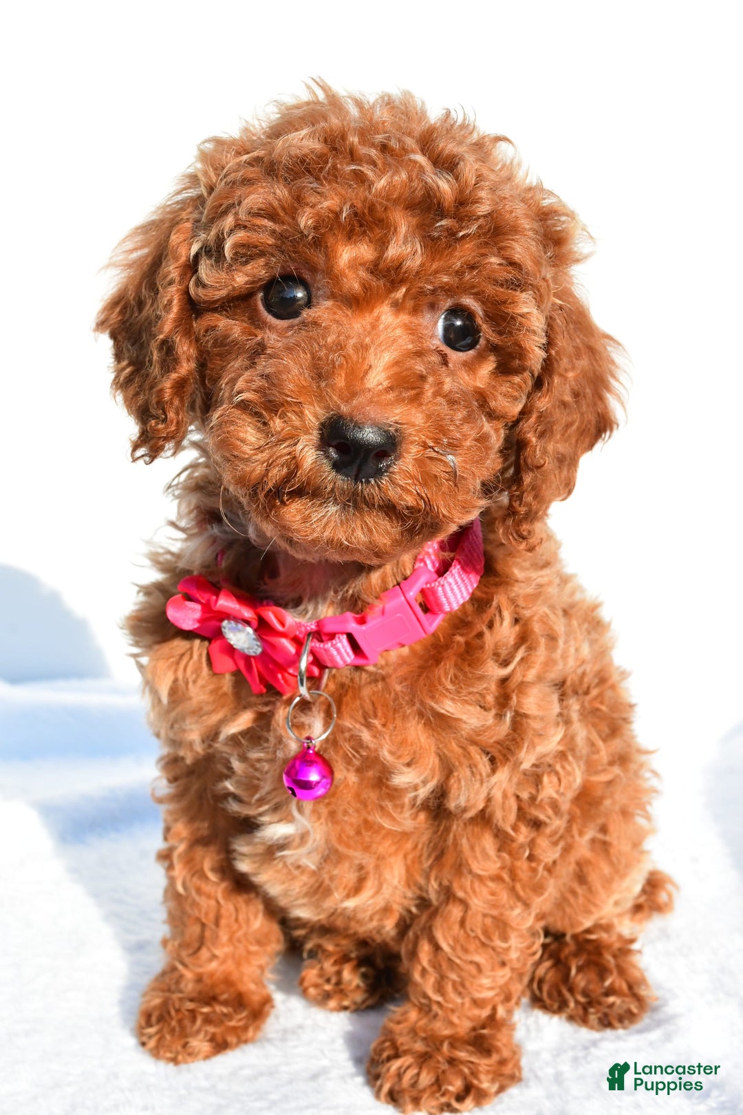 Miniature Poodle dogs for sale: October - Image 4