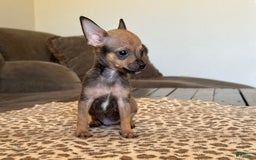 Chihuahua dogs for sale: Captain - Image 14