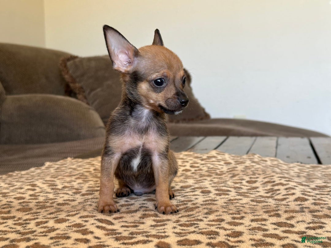 Chihuahua dogs for sale: Captain - Image 14