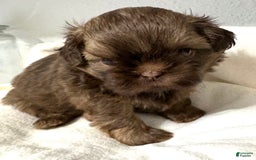 Shih Tzu dogs for sale: Karlton - Image 19