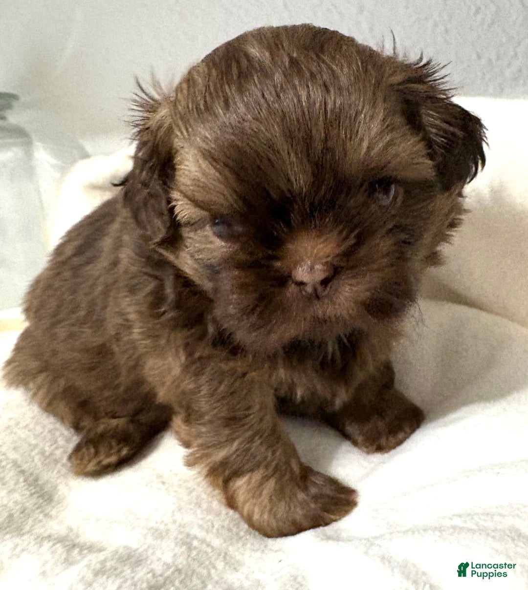 Shih Tzu dogs for sale: Karlton - Image 19