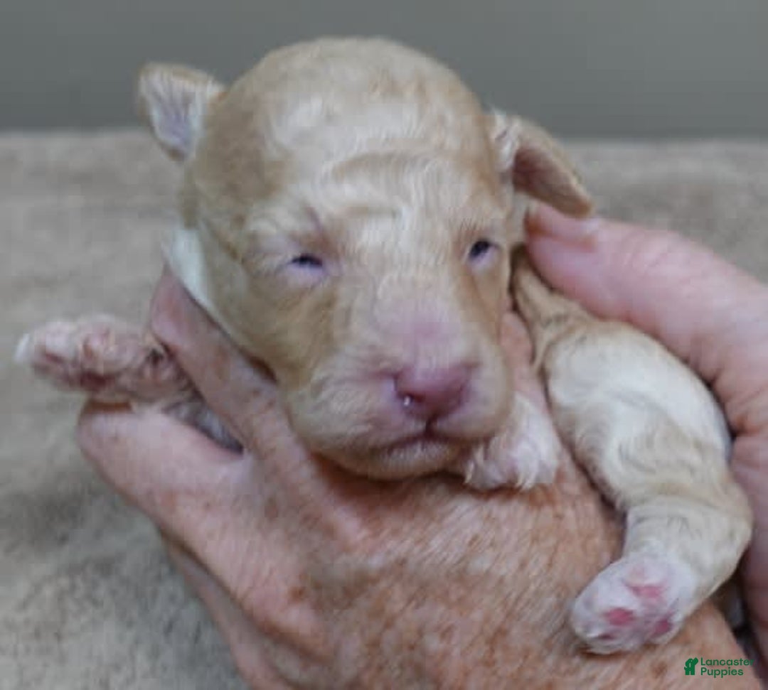 Toy Poodle dogs for sale: Zylo - Image 17