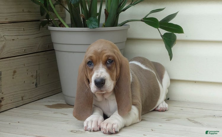Basset Hound dogs - Advert 19