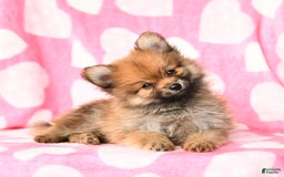 Pomeranian dogs for sale: Pomeranian 3 puppies - Image 6