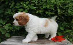 Cavapoo dogs for sale: Lenny - Image 3