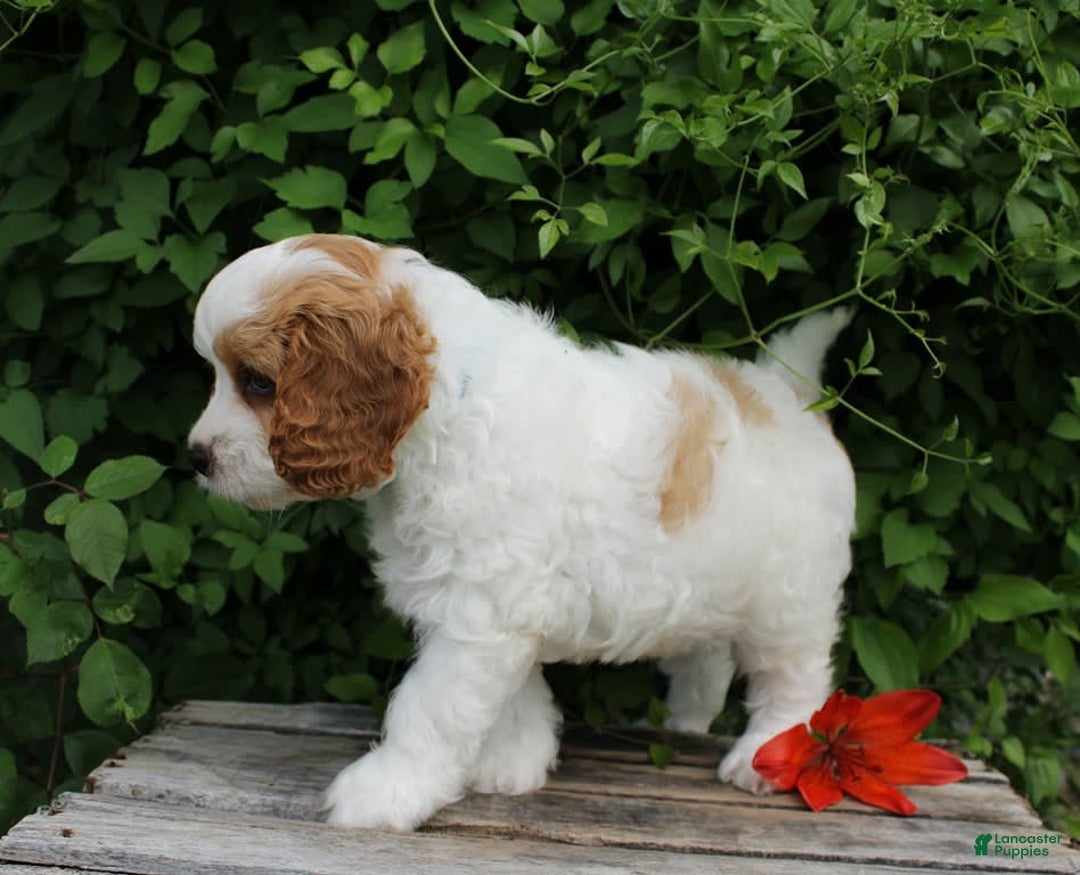 Cavapoo dogs for sale: Lenny - Image 3