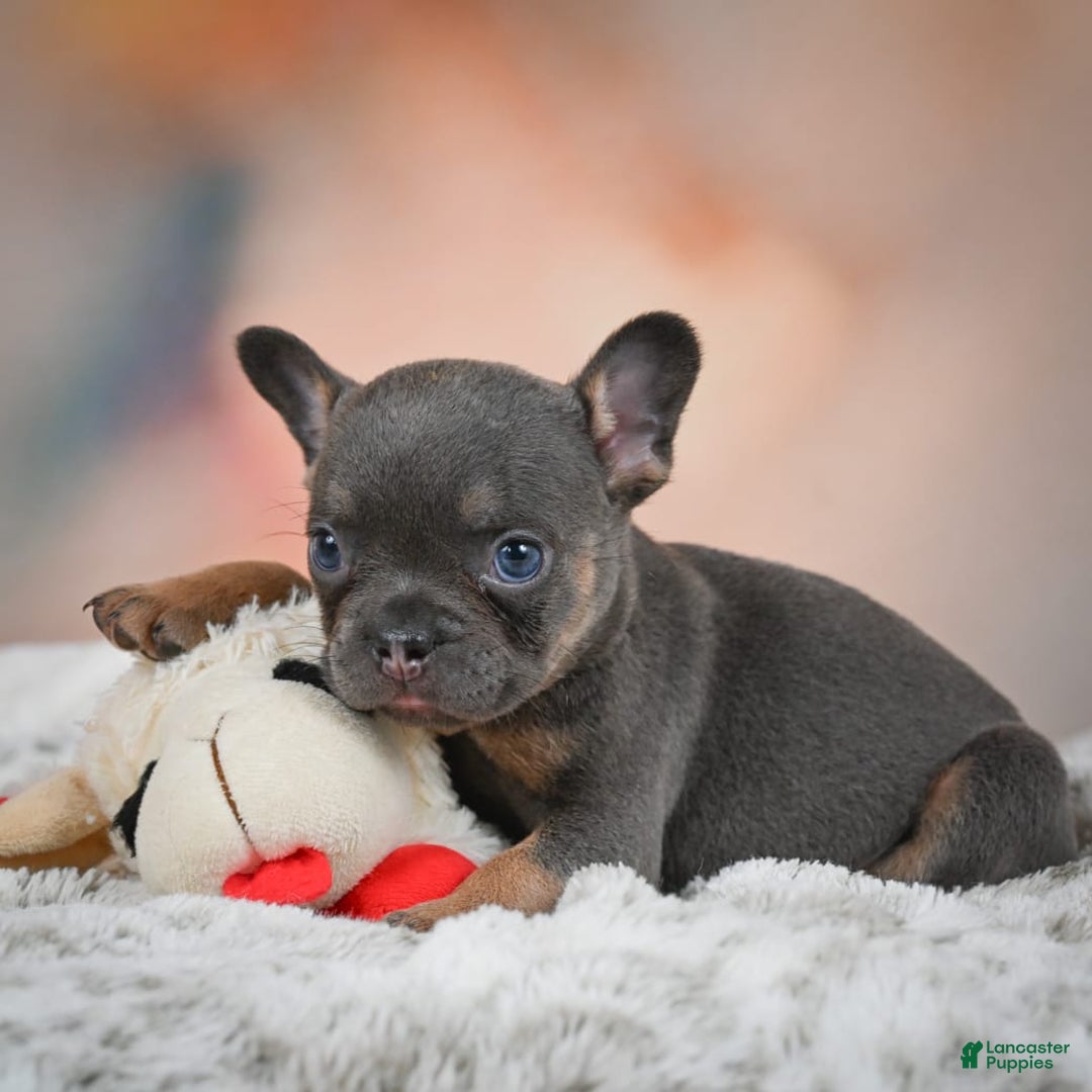 French Bulldog dogs for sale: Miles - Image 10