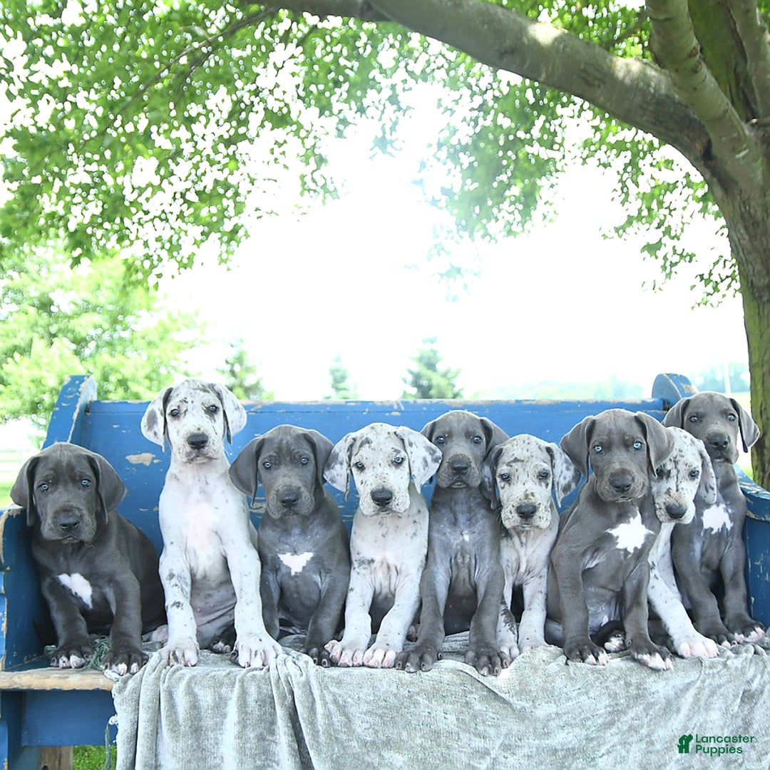 Great Dane dogs for sale: Dove - Image 1