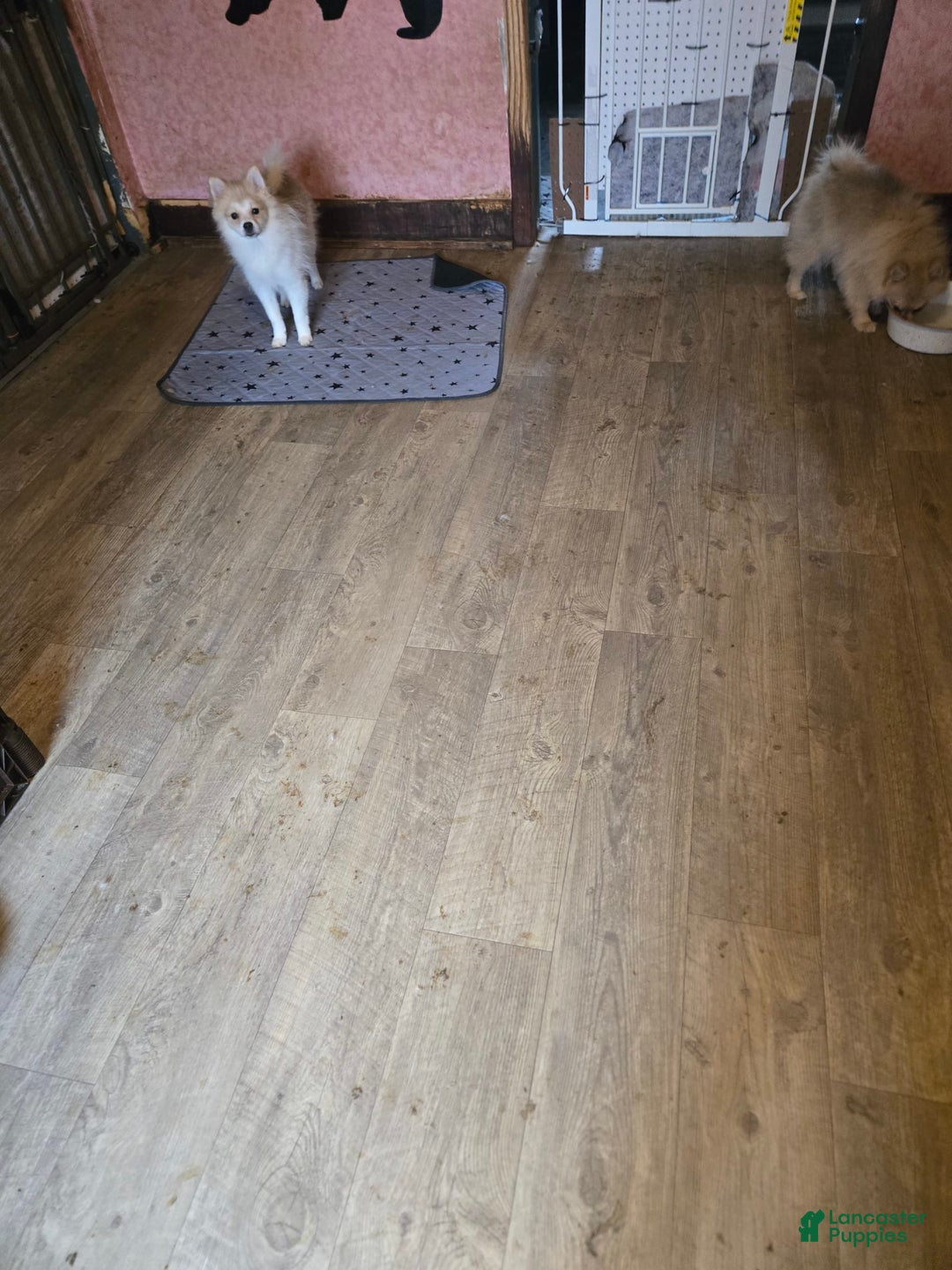 Pomeranian dogs for sale: Sassy - Image 2
