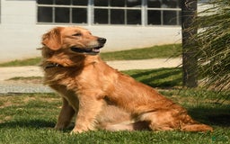 Golden Retriever dogs for sale: Mauve - Image 6