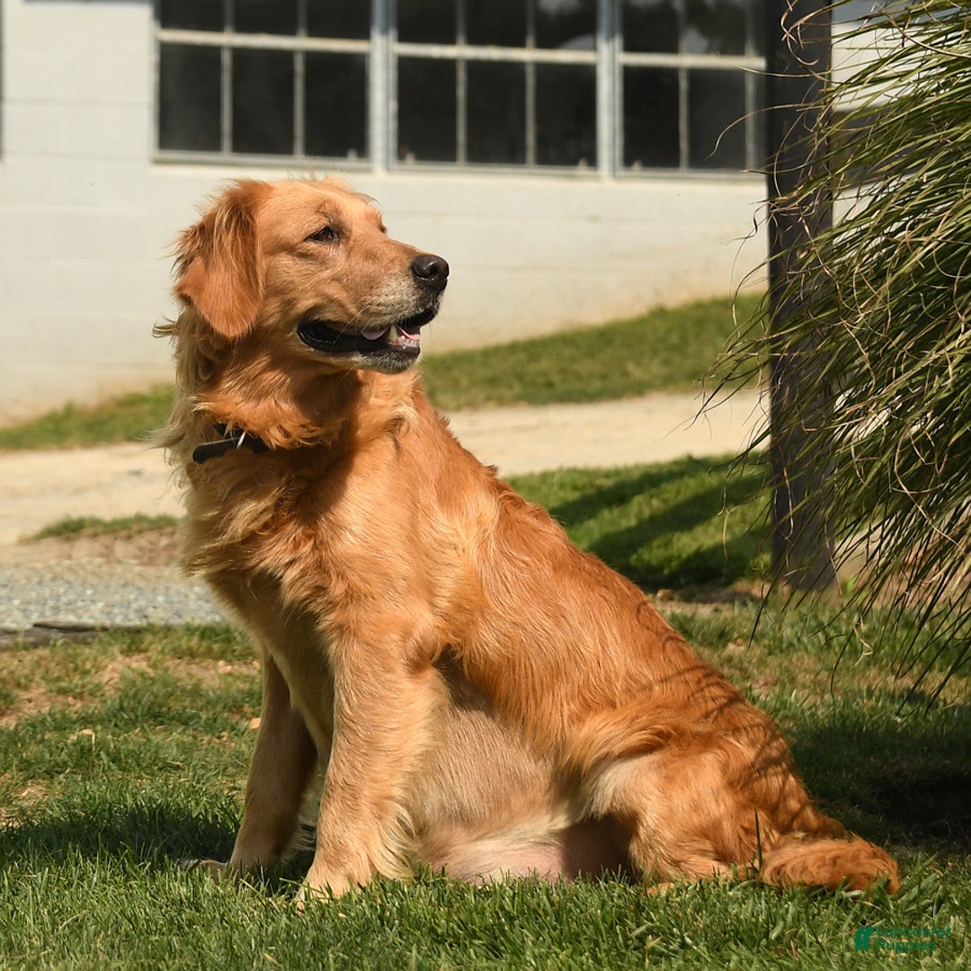 Golden Retriever dogs for sale: Mauve - Image 6