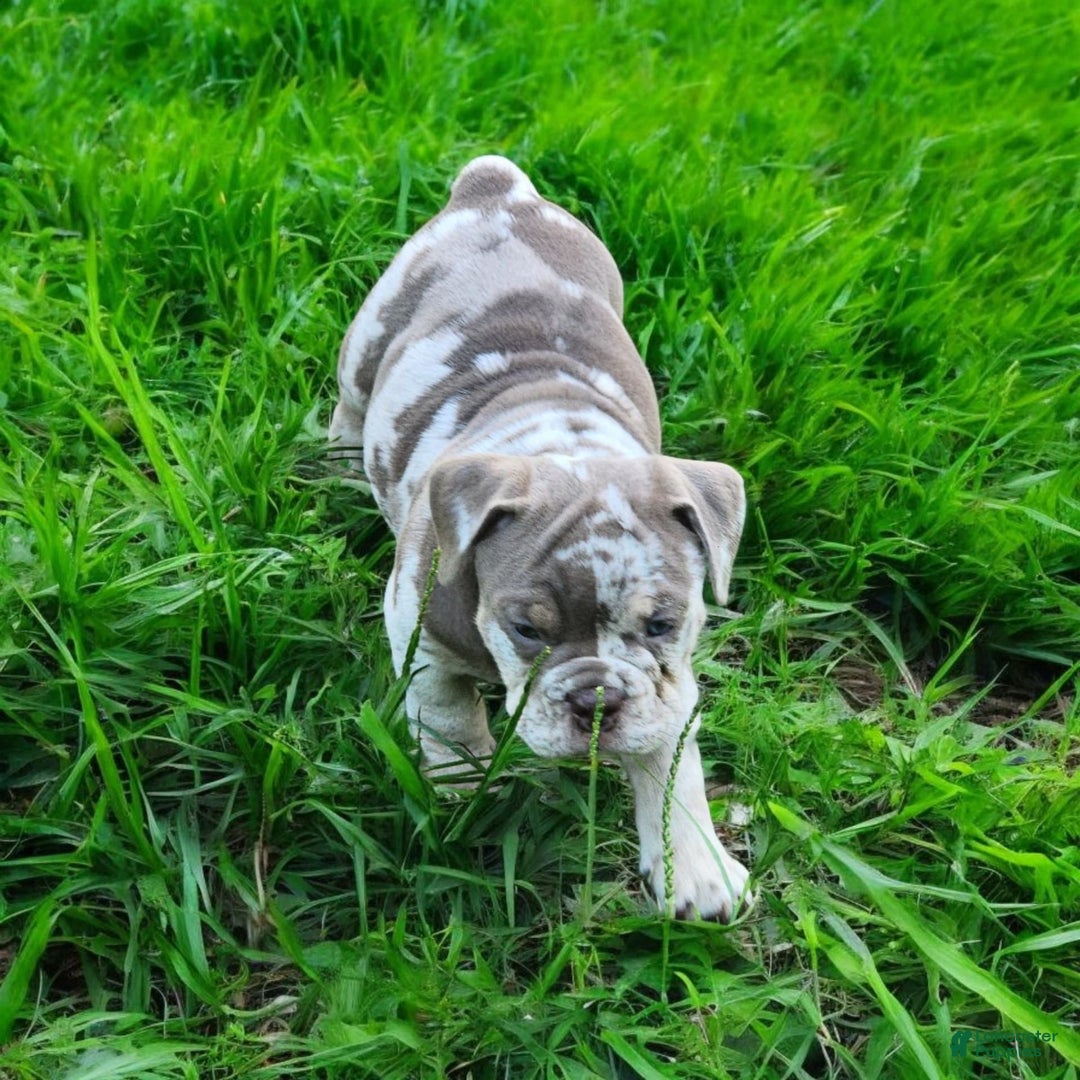 English Bulldog dogs for sale: Pebbles - Image 15