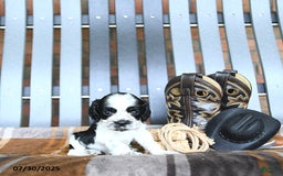 Cocker Spaniel dogs for sale: Kobey - Image 5