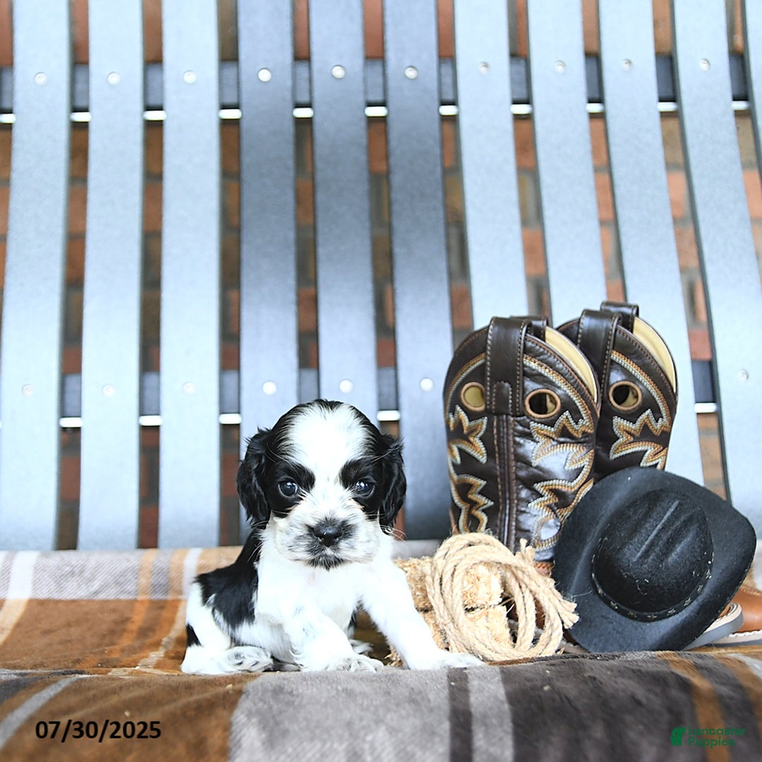 Cocker Spaniel dogs for sale: Kobey - Image 5