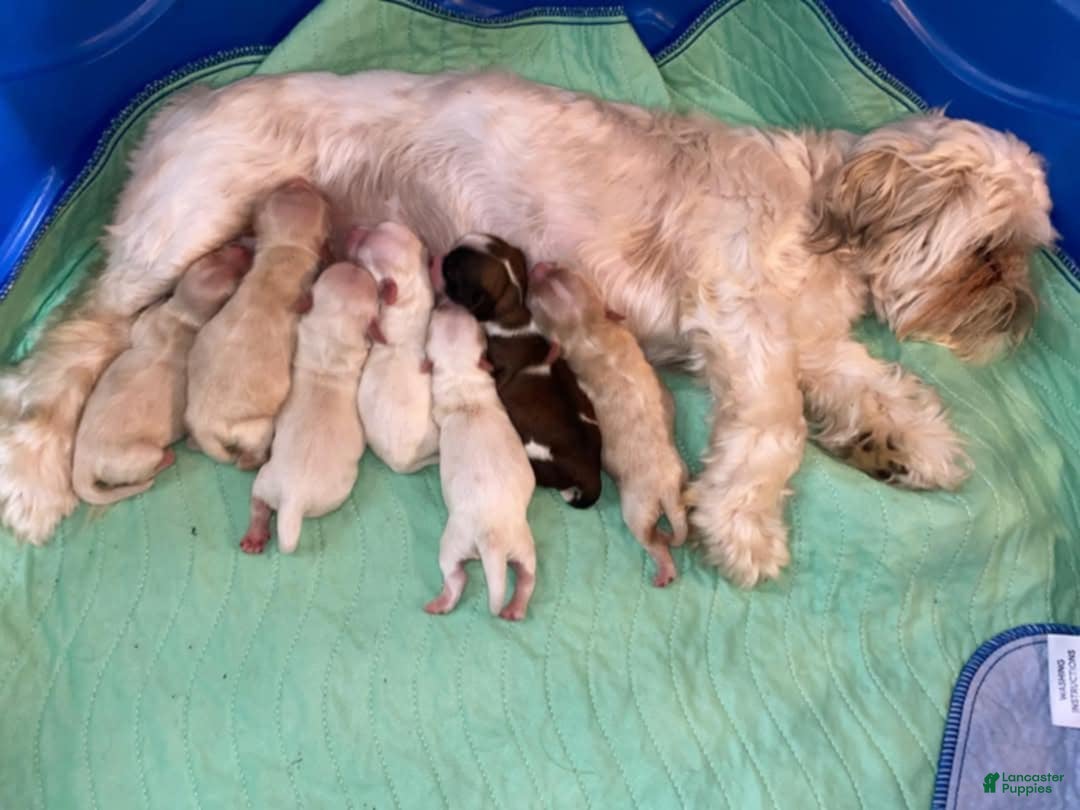 Cavapoo dogs for sale: Male 1 Cream Blonde - Image 6