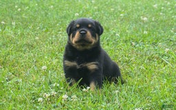 Rottweiler dogs for sale: Ruby - Image 1