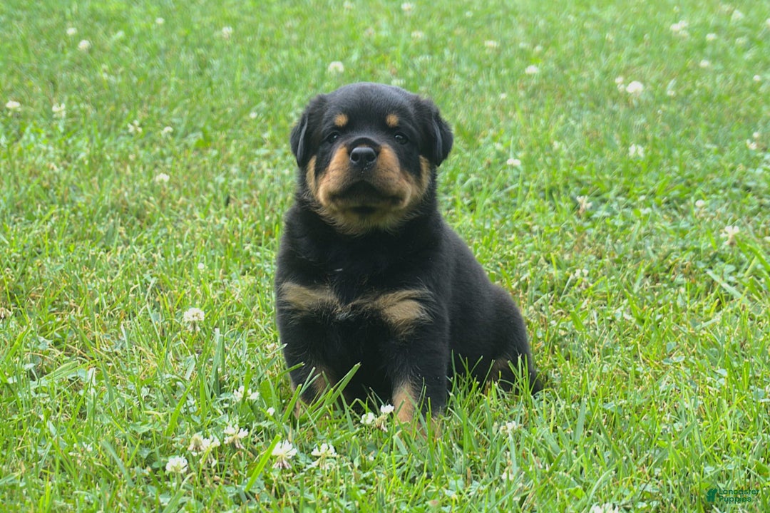 Rottweiler dogs for sale: Ruby - Image 1