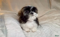 Shih Tzu dogs for sale: Teddy - Image 6