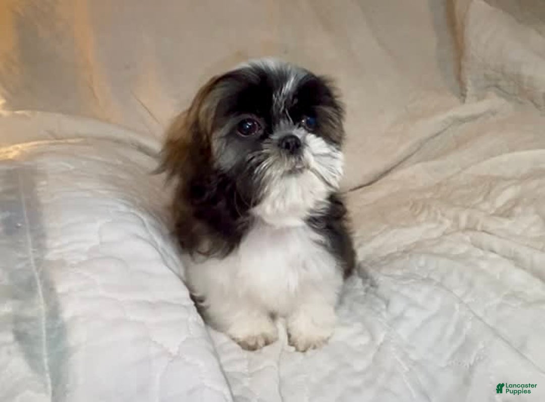 Shih Tzu dogs for sale: Teddy - Image 6