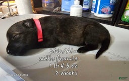 German Shepherd dogs for sale: Sable Female Dk Pink - Image 1