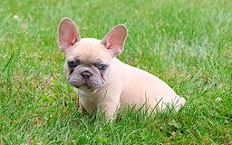 French Bulldog dogs for sale: Emma - Image 5
