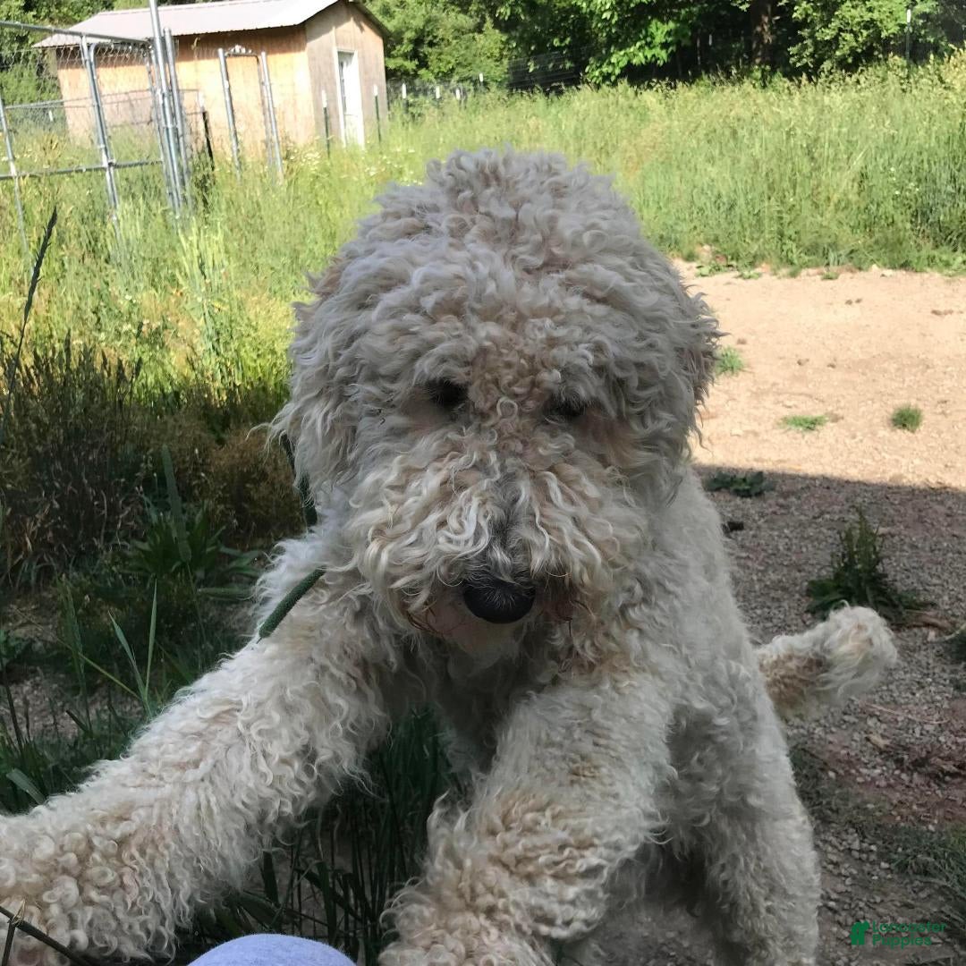 Standard Poodle dogs for sale: Riley James - Image 4
