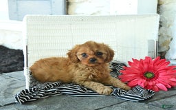 Cavapoo dogs for sale: Newton - Image 3