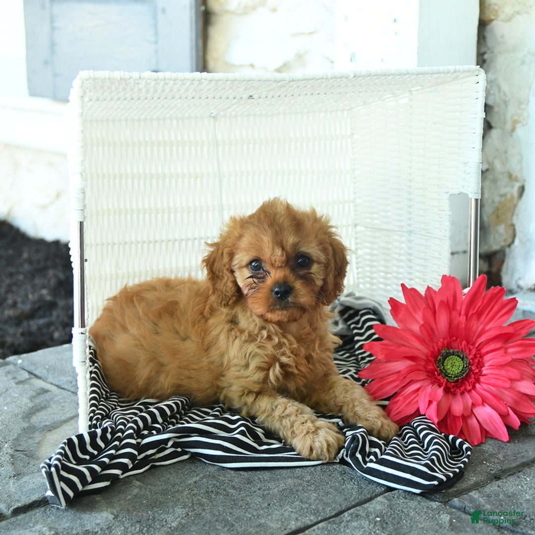 Cavapoo dogs for sale: Newton - Image 3