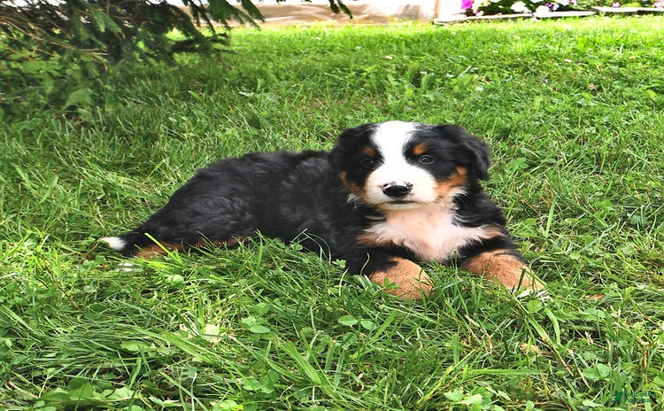 Bernese Mountain Dog dogs - Advert 16