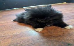 Pomeranian dogs for sale: Booty Boots - Image 3