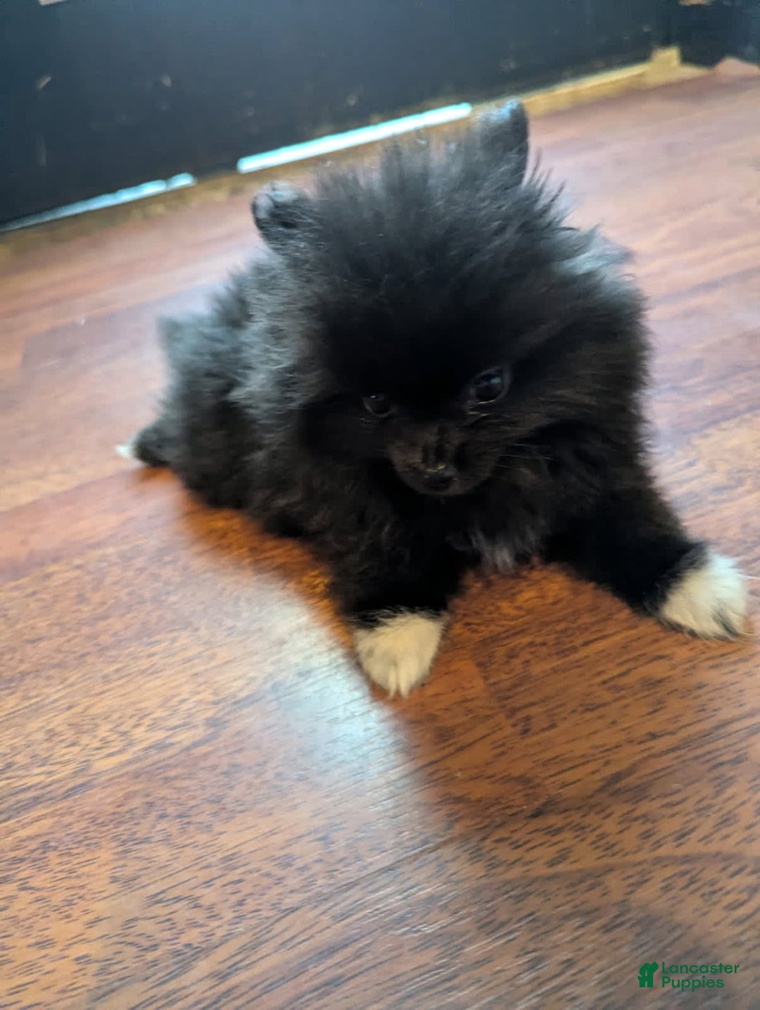 Pomeranian dogs for sale: Booty Boots - Image 3