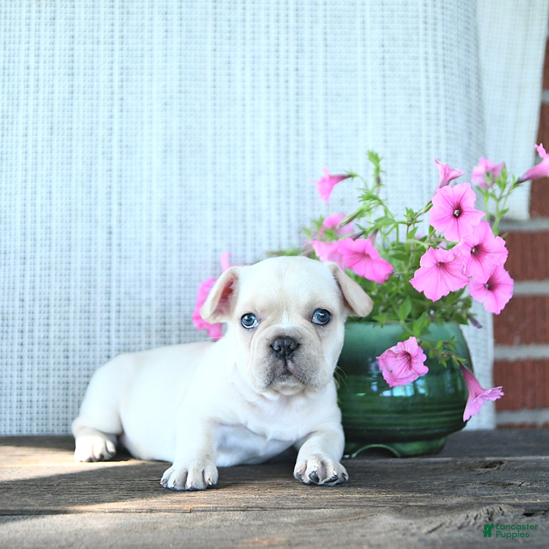 French Bulldog dogs for sale: Lilac - Image 8