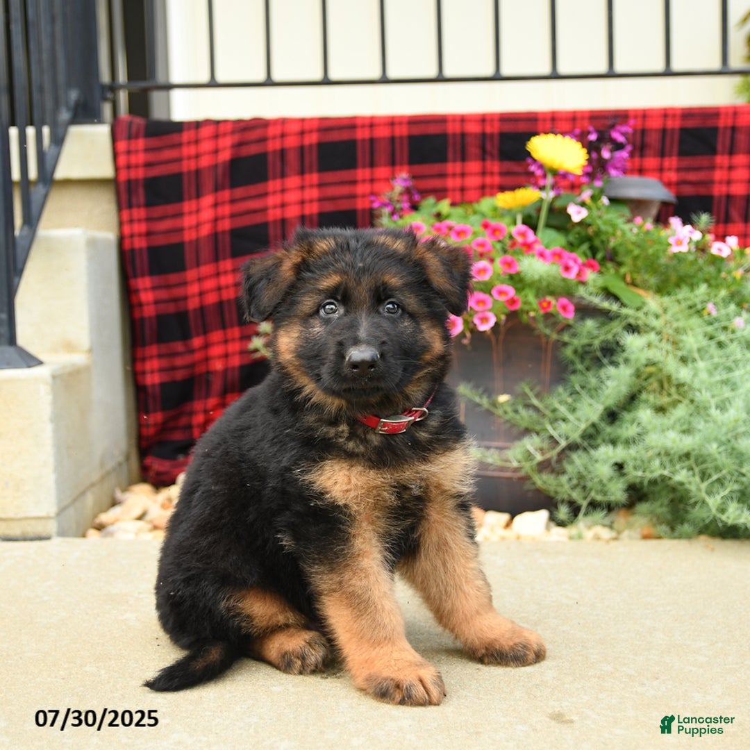 German Shepherd dogs for sale: Hunter - Image 5