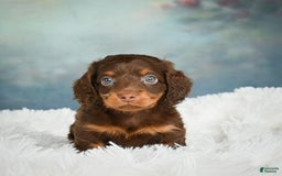 Miniature Dachshund dogs for sale: Benji - Image 2
