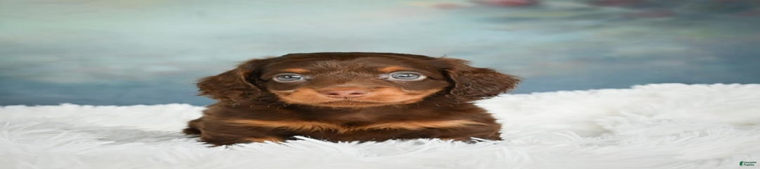 Benji