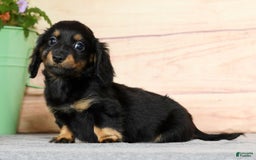 Miniature Dachshund dogs for sale: Daisy - Image 8