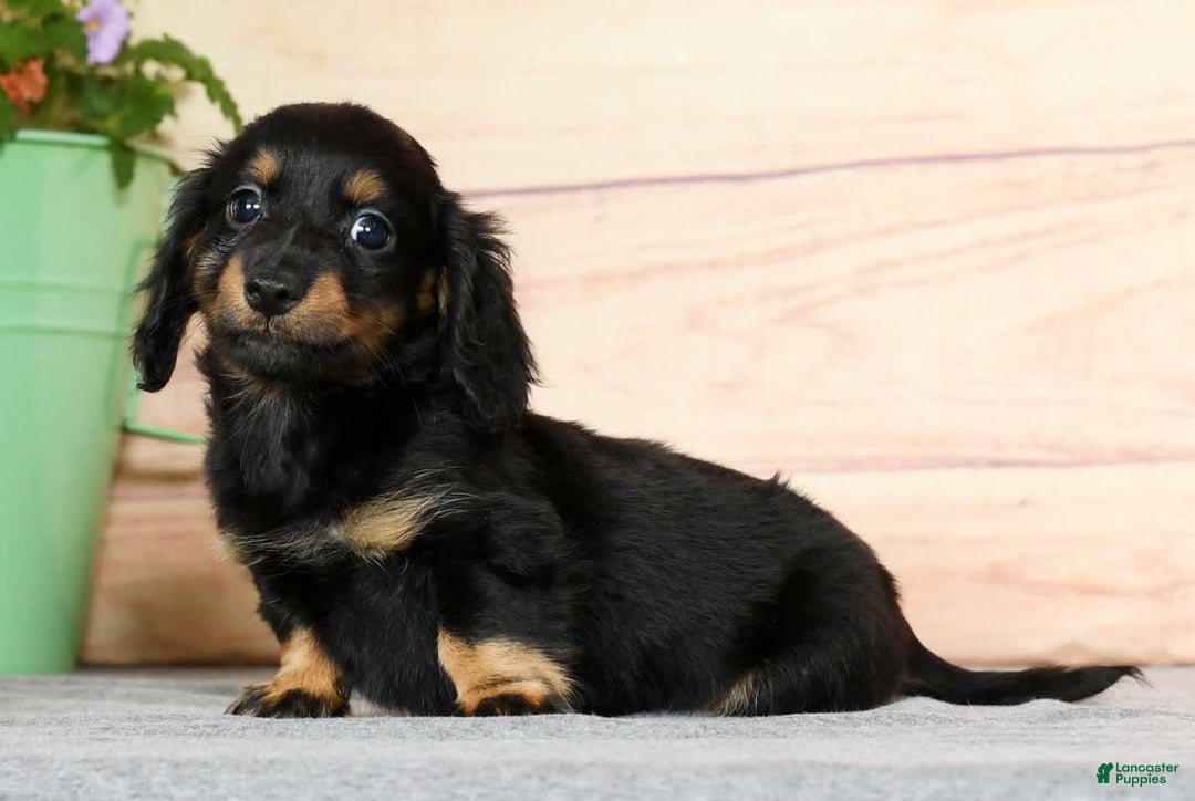 Miniature Dachshund dogs for sale: Daisy - Image 8